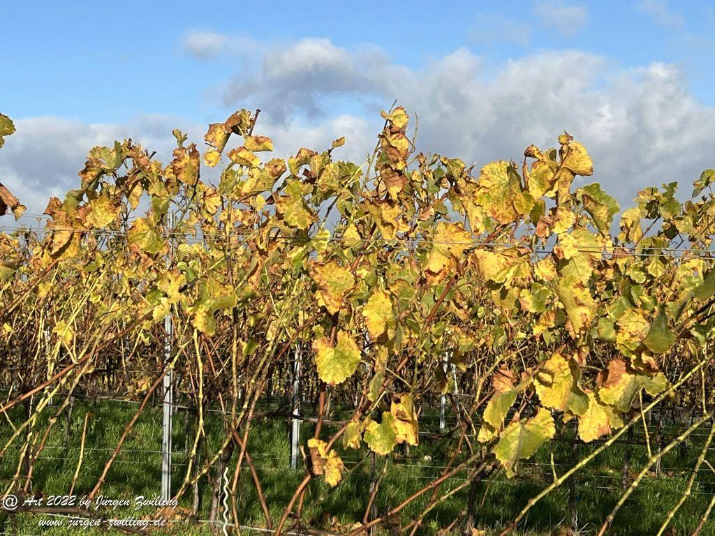 November - Weinberge 2022 - Hackenheim Rheinhessen