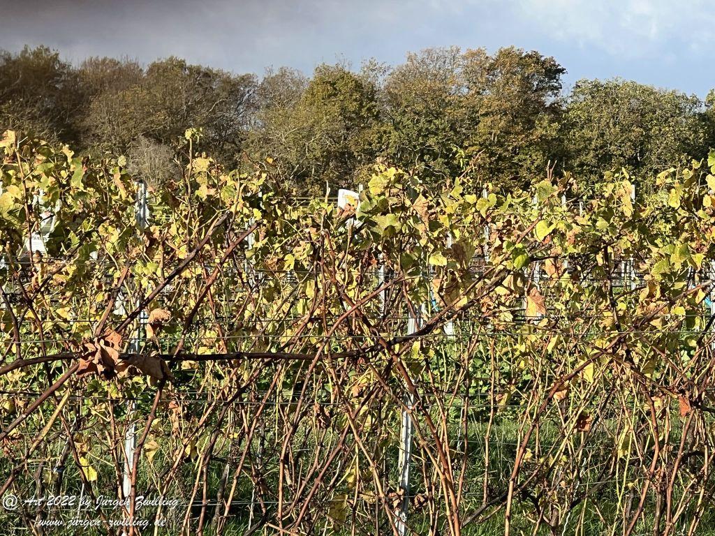 November - Weinberge 2022 - Hackenheim Rheinhessen