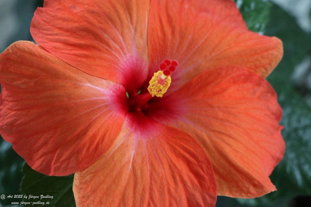 Chinesische Roseneibisch - Hackenheim - Rheinhessen