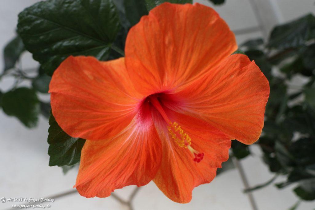 Chinesische Roseneibisch - Hackenheim - Rheinhessen