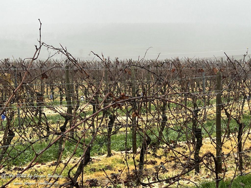 Dezember Weinberge - Hackenheim - Rheinhessen