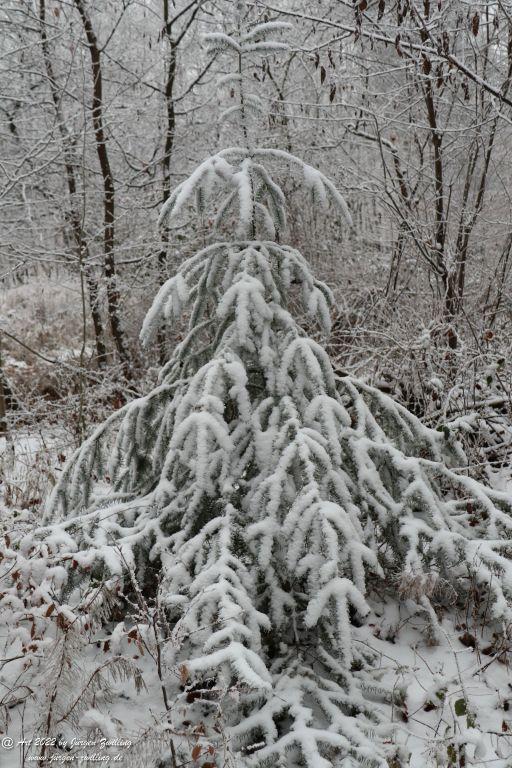Winter Wonderland Rheinhessen - Hackenheim