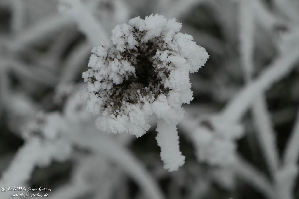 Winter Wonderland Rheinhessen - Hackenheim