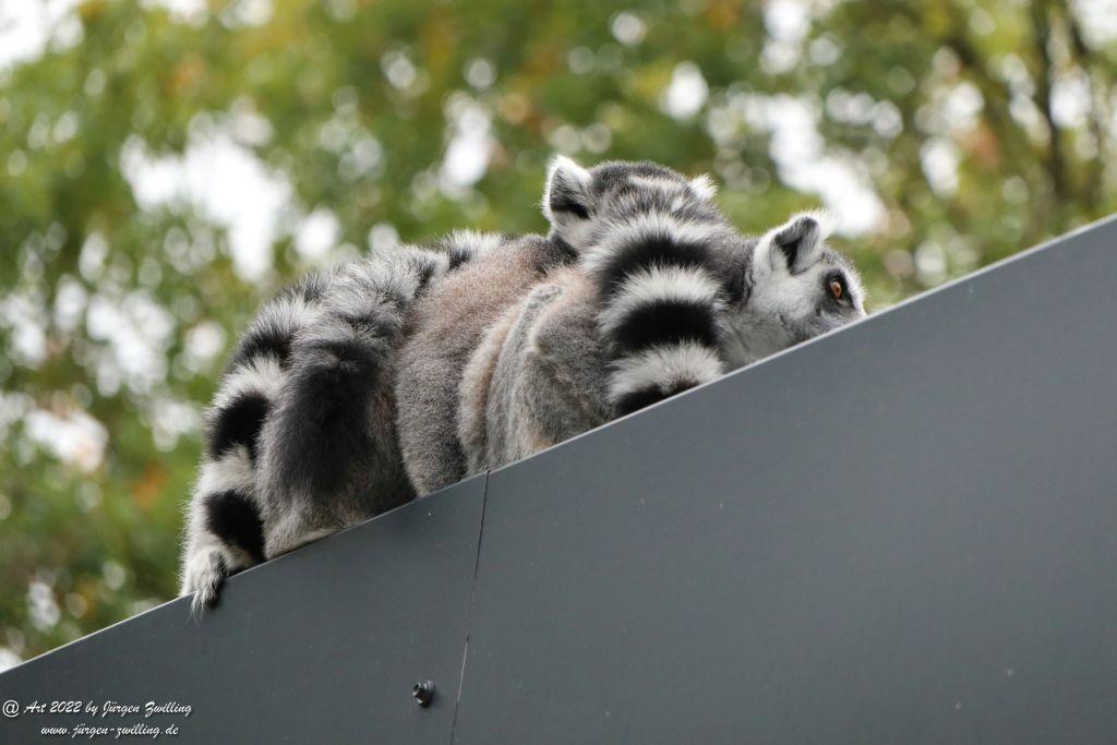Tier-Erlebnispark Bell - Hunsrück