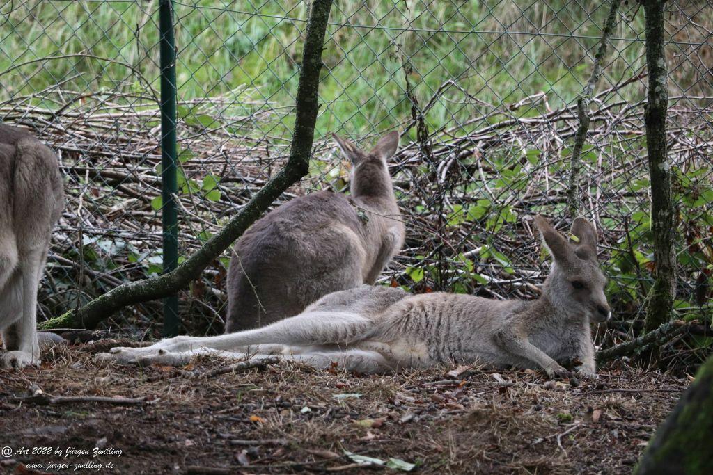 Tier-Erlebnispark Bell - Hunsrück