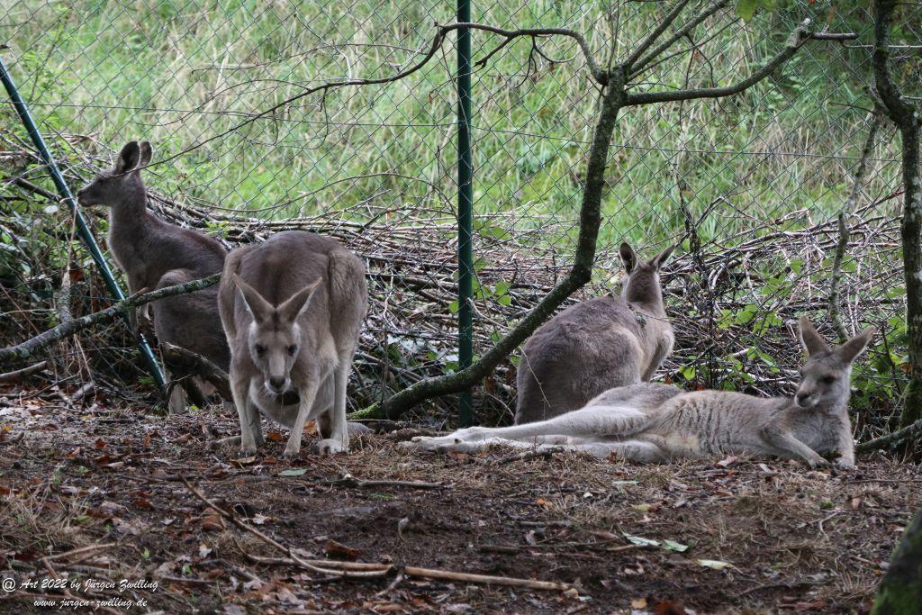 Tier-Erlebnispark Bell - Hunsrück