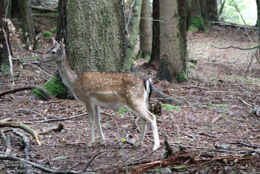Tier-Erlebnispark Bell - Hunsrück