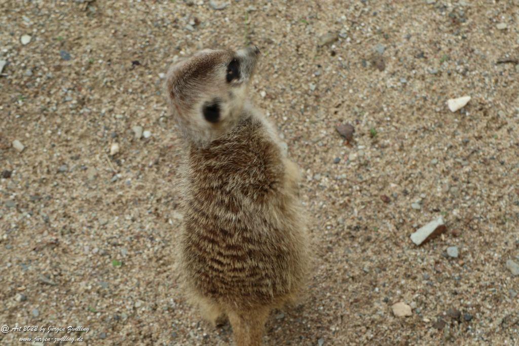 Tier-Erlebnispark Bell - Hunsrück