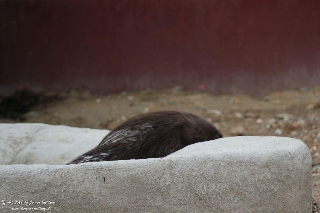 Tier-Erlebnispark Bell - Hunsrück