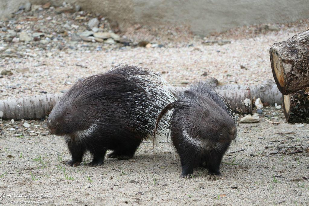 Tier-Erlebnispark Bell - Hunsrück