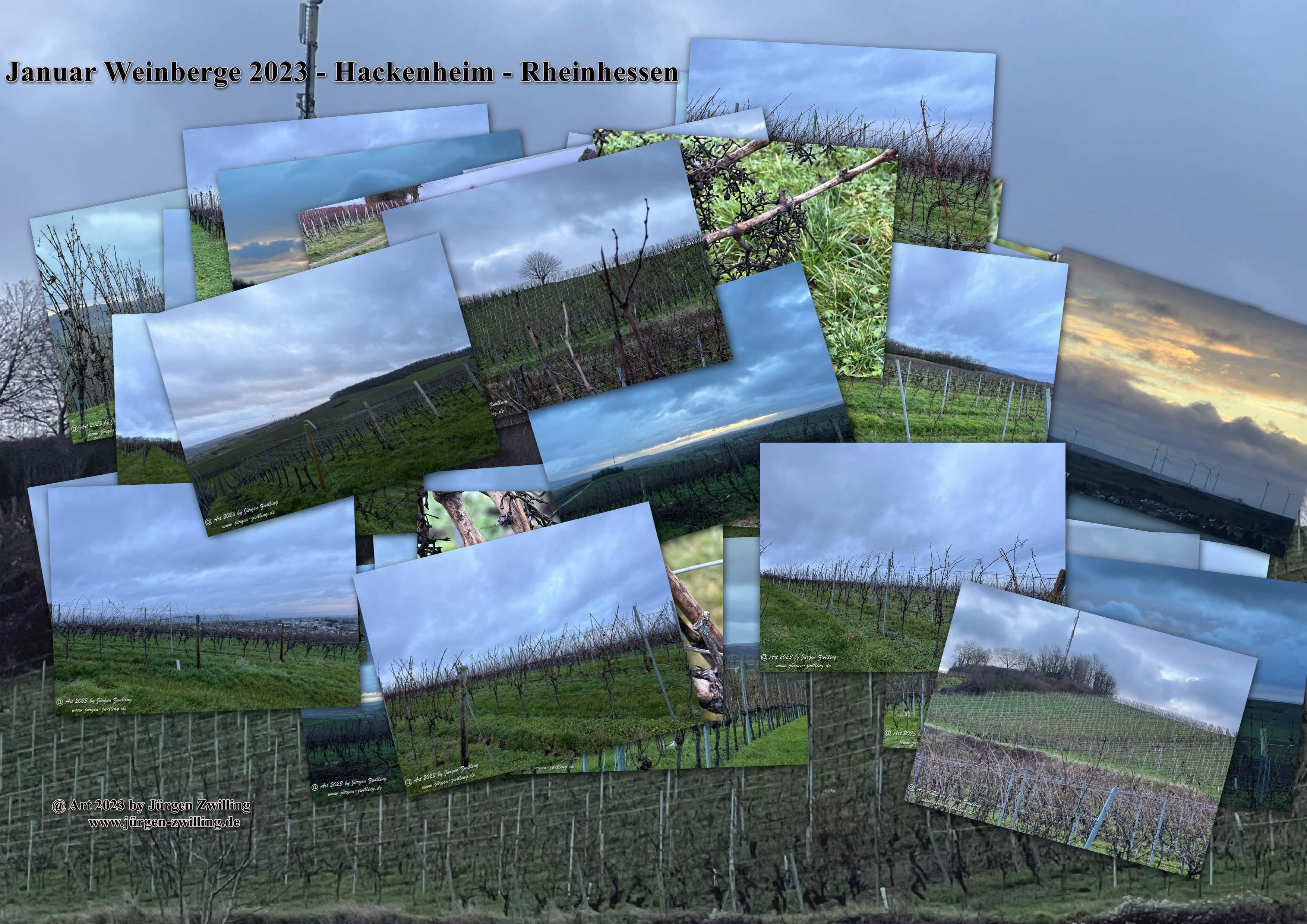 Januar Weinberge 2023 - Hackenheim - Rheinhessen