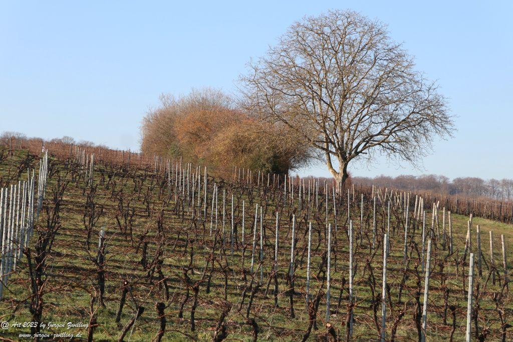Februar Weinberge Hackenheim 2023 - Rheinhessen