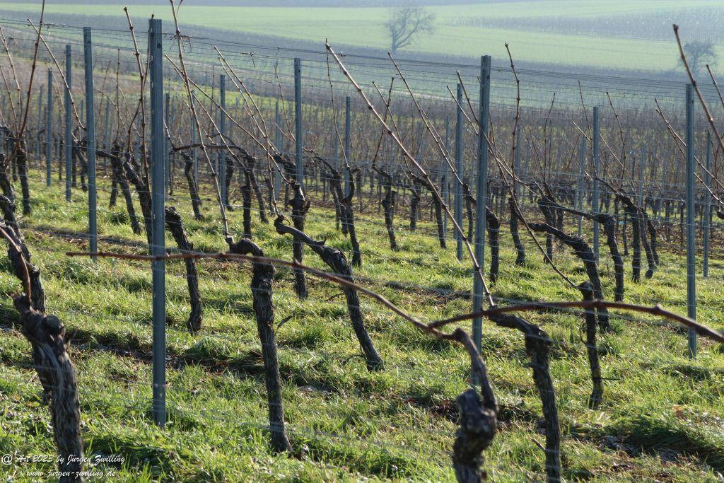 Februar Weinberge Hackenheim 2023 - Rheinhessen