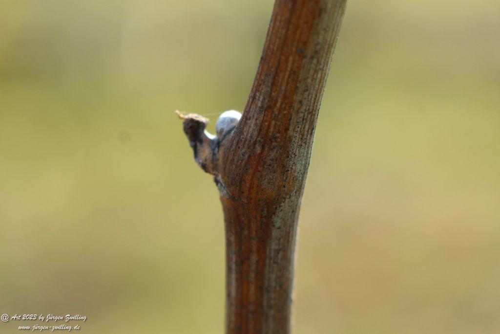 März Weinberge 2023 - Hackenheim - Rheinhessen