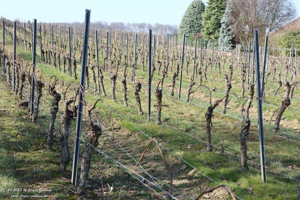 März Weinberge 2023 - Hackenheim - Rheinhessen
