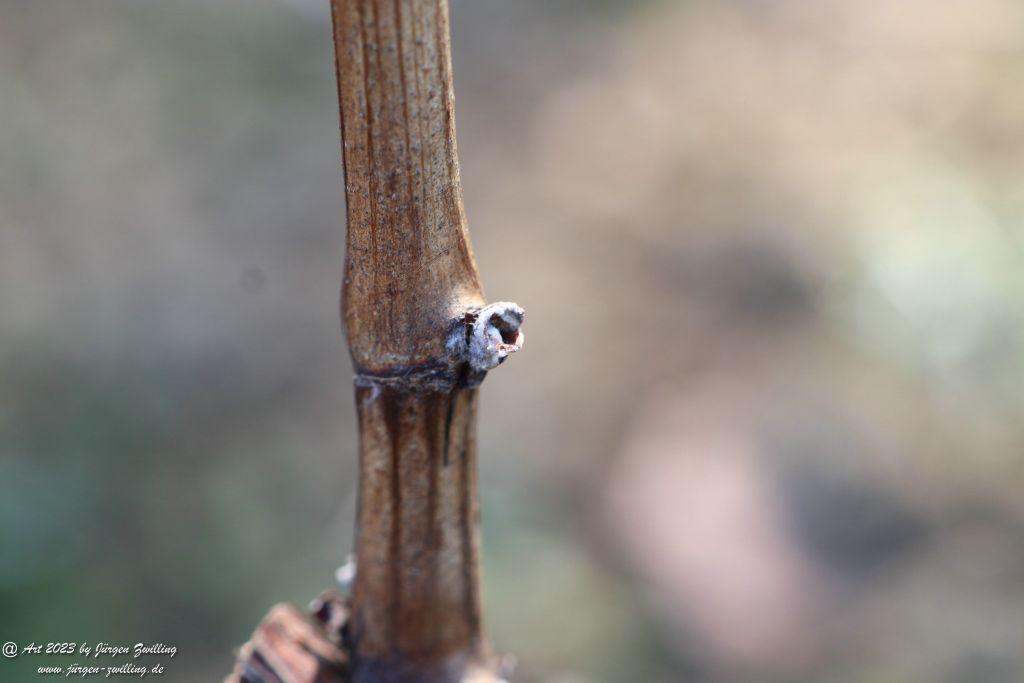 März Weinberge 2023 - Hackenheim - Rheinhessen