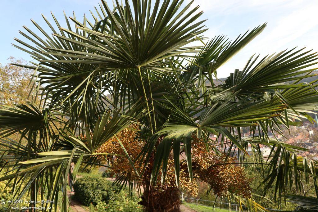 Schloss Heidelberg - Schlangenweg - Philosophenweg
