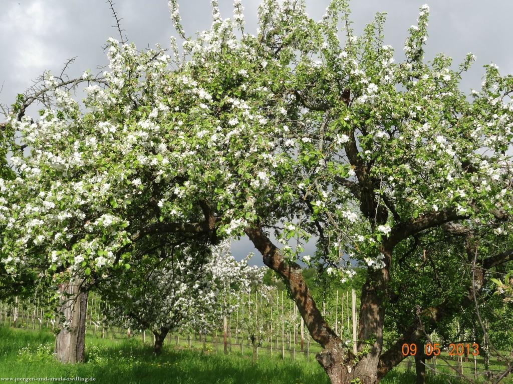 Blüten Impressionen in den Feldern von Mainz Finthen mit herrlichen Blicken in den Taunus und das Rheingau