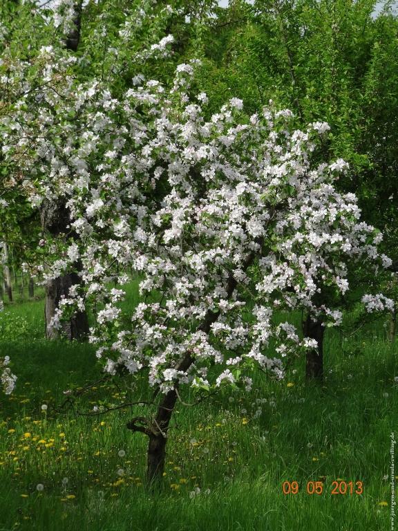 Blüten Impressionen in den Feldern von Mainz Finthen mit herrlichen Blicken in den Taunus und das Rheingau
