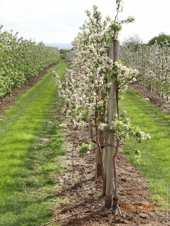 Blüten Impressionen in den Feldern von Mainz Finthen mit herrlichen Blicken in den Taunus und das Rheingau