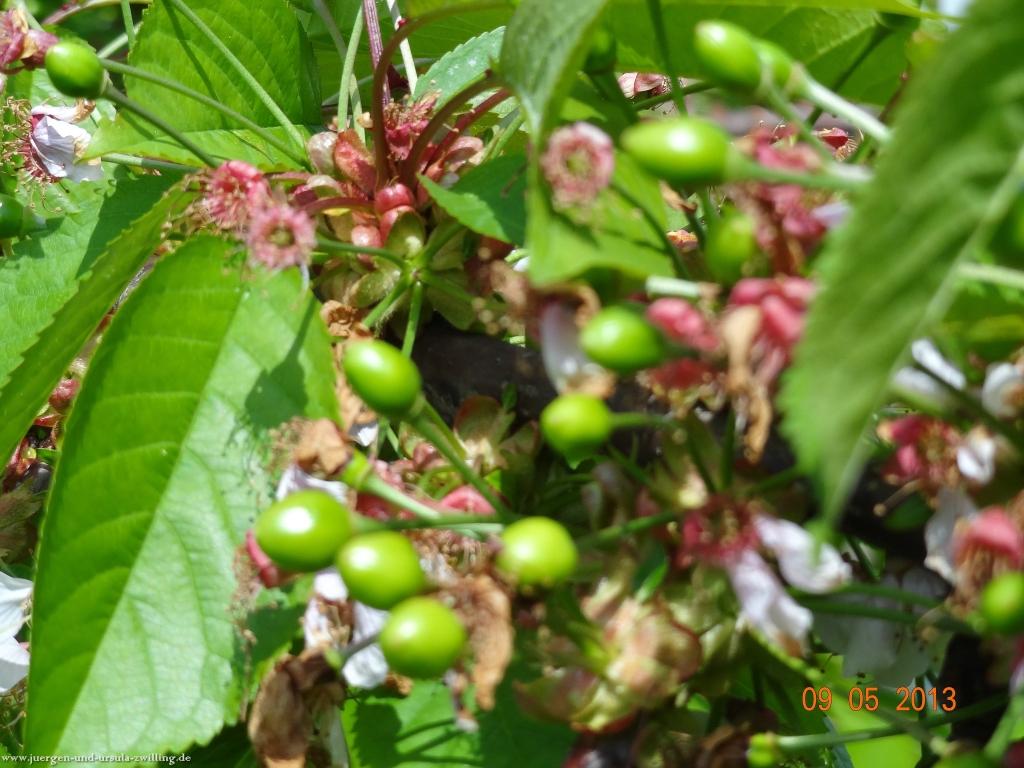 Blüten Impressionen in den Feldern von Mainz Finthen mit herrlichen Blicken in den Taunus und das Rheingau