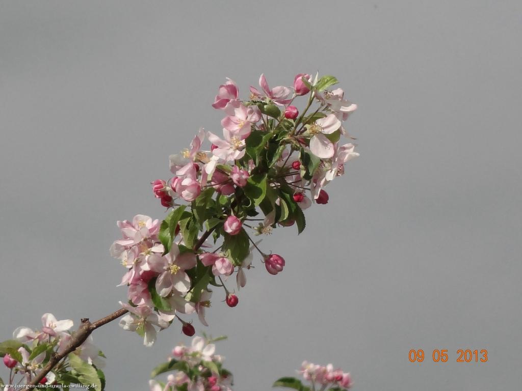 Blüten Impressionen in den Feldern von Mainz Finthen mit herrlichen Blicken in den Taunus und das Rheingau