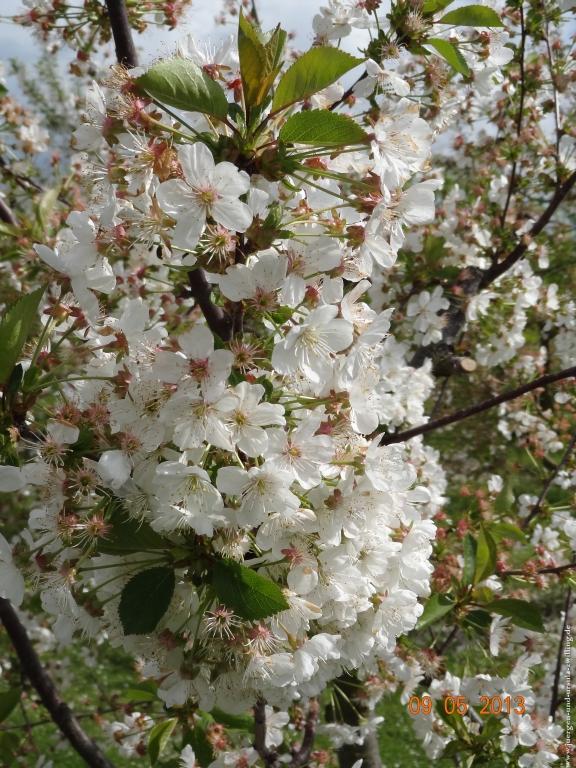Blüten Impressionen in den Feldern von Mainz Finthen mit herrlichen Blicken in den Taunus und das Rheingau