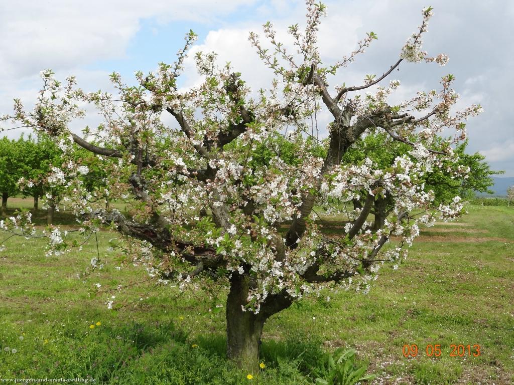 Blüten Impressionen in den Feldern von Mainz Finthen mit herrlichen Blicken in den Taunus und das Rheingau
