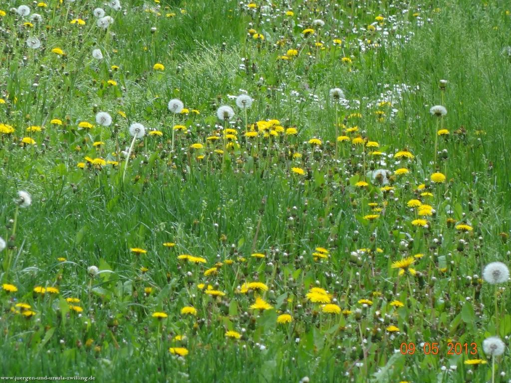 Blüten Impressionen in den Feldern von Mainz Finthen mit herrlichen Blicken in den Taunus und das Rheingau