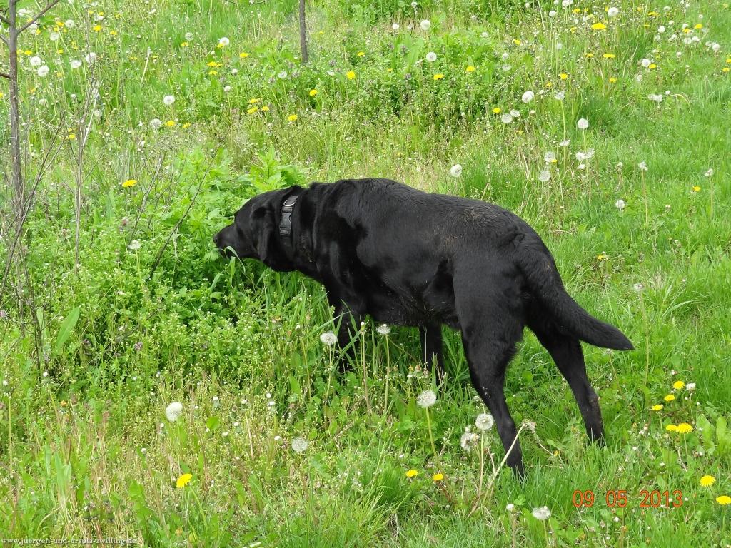 Blüten Impressionen in den Feldern von Mainz Finthen mit herrlichen Blicken in den Taunus und das Rheingau