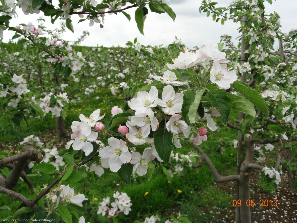 Blüten Impressionen in den Feldern von Mainz Finthen mit herrlichen Blicken in den Taunus und das Rheingau