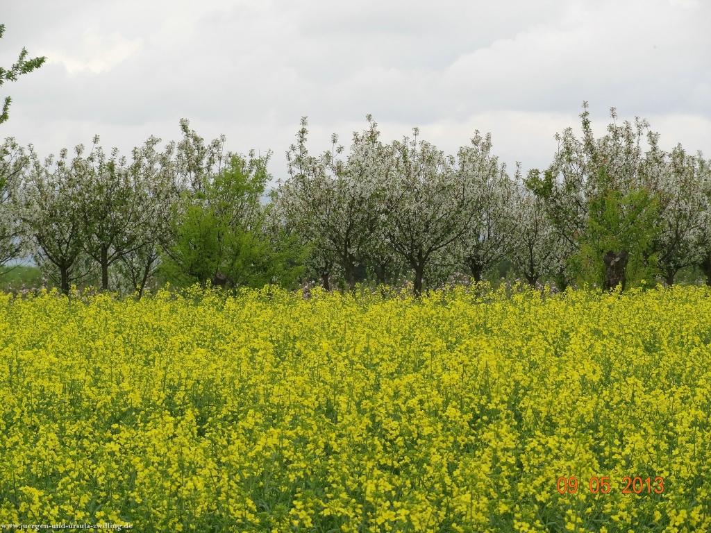  Blüten Impressionen in den Feldern von Mainz Finthen mit herrlichen Blicken in den Taunus und das Rheingau