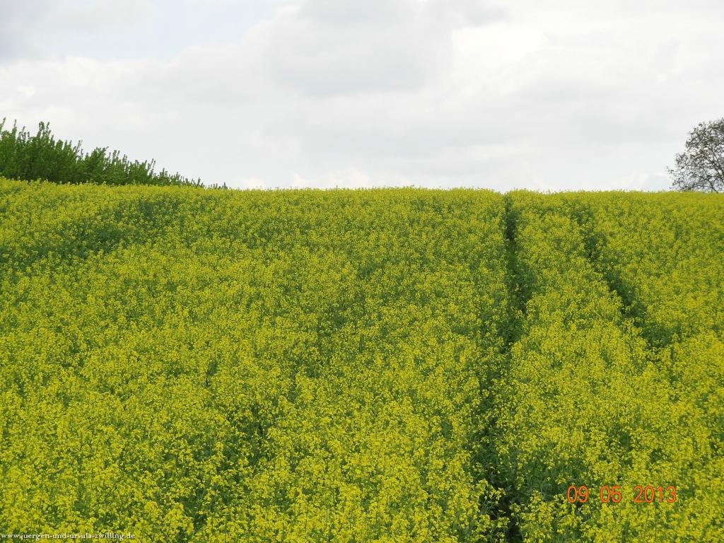 Blüten Impressionen in den Feldern von Mainz Finthen mit herrlichen Blicken in den Taunus und das Rheingau