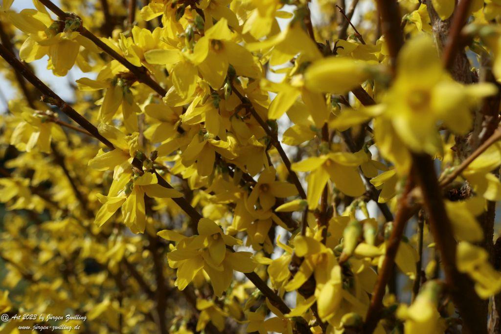 Forsythie - Hackenheim - Rheinhessen