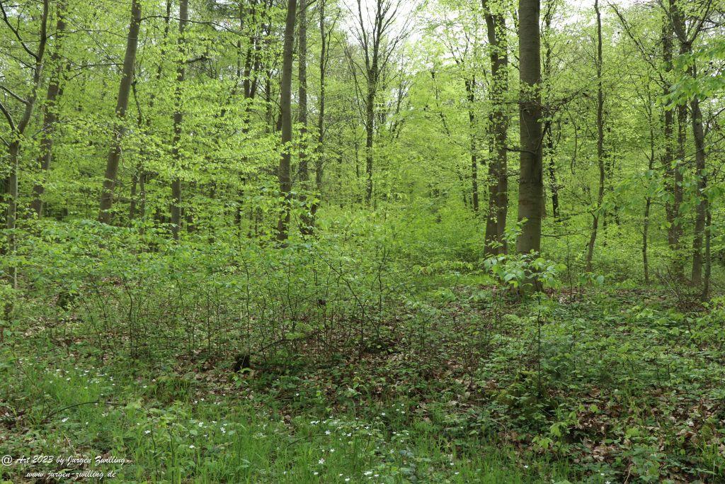 Philosophische Bildwanderung Hiwweltour Tiefenthaler Höhe - Rheinhessen