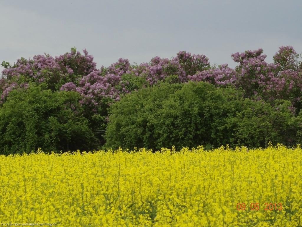 Blüten Impressionen in den Feldern von Mainz Finthen mit herrlichen Blicken in den Taunus und das Rheingau