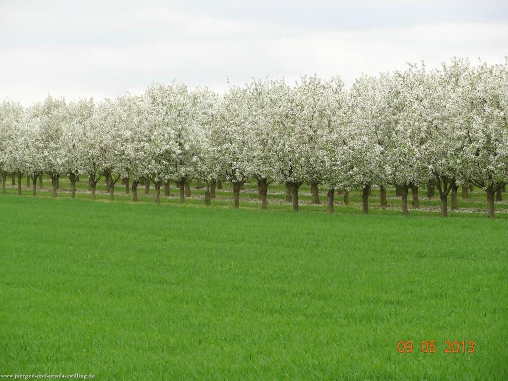  Blüten Impressionen in den Feldern von Mainz Finthen mit herrlichen Blicken in den Taunus und das Rheingau