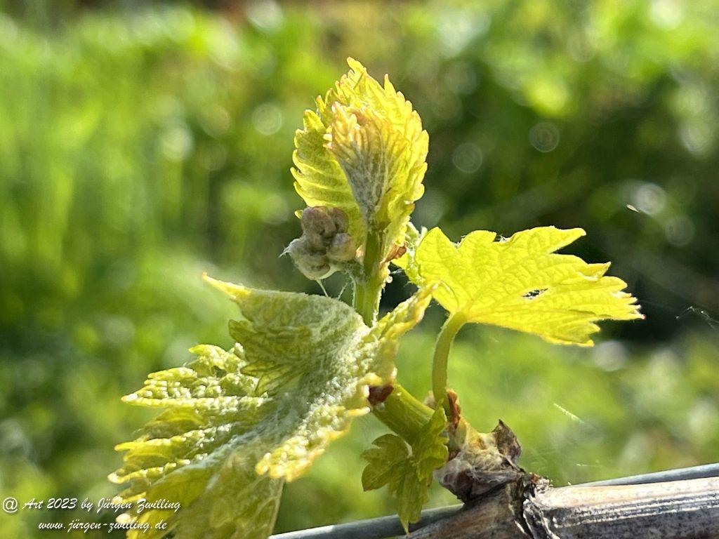 Mai Weinberge - Hackenheim - Rheinhessen