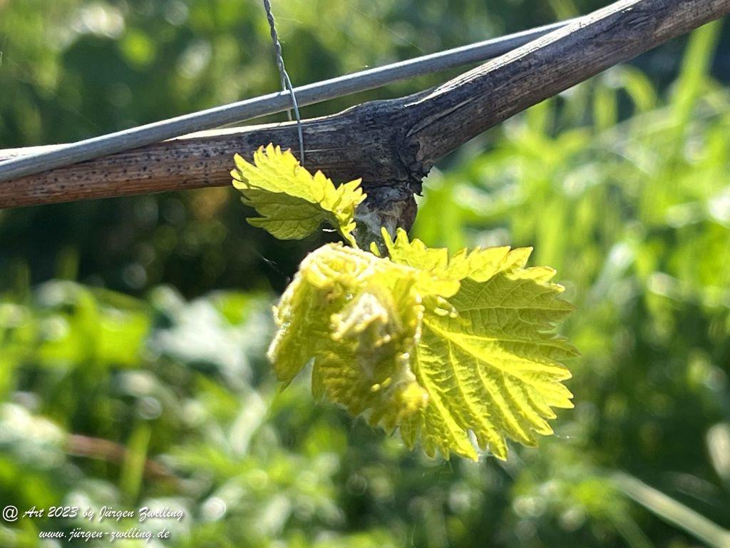 Mai Weinberge - Hackenheim - Rheinhessen