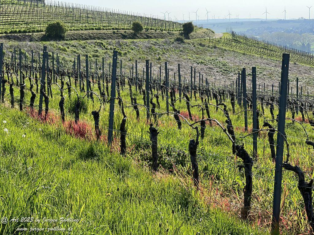 Mai Weinberge - Hackenheim - Rheinhessen