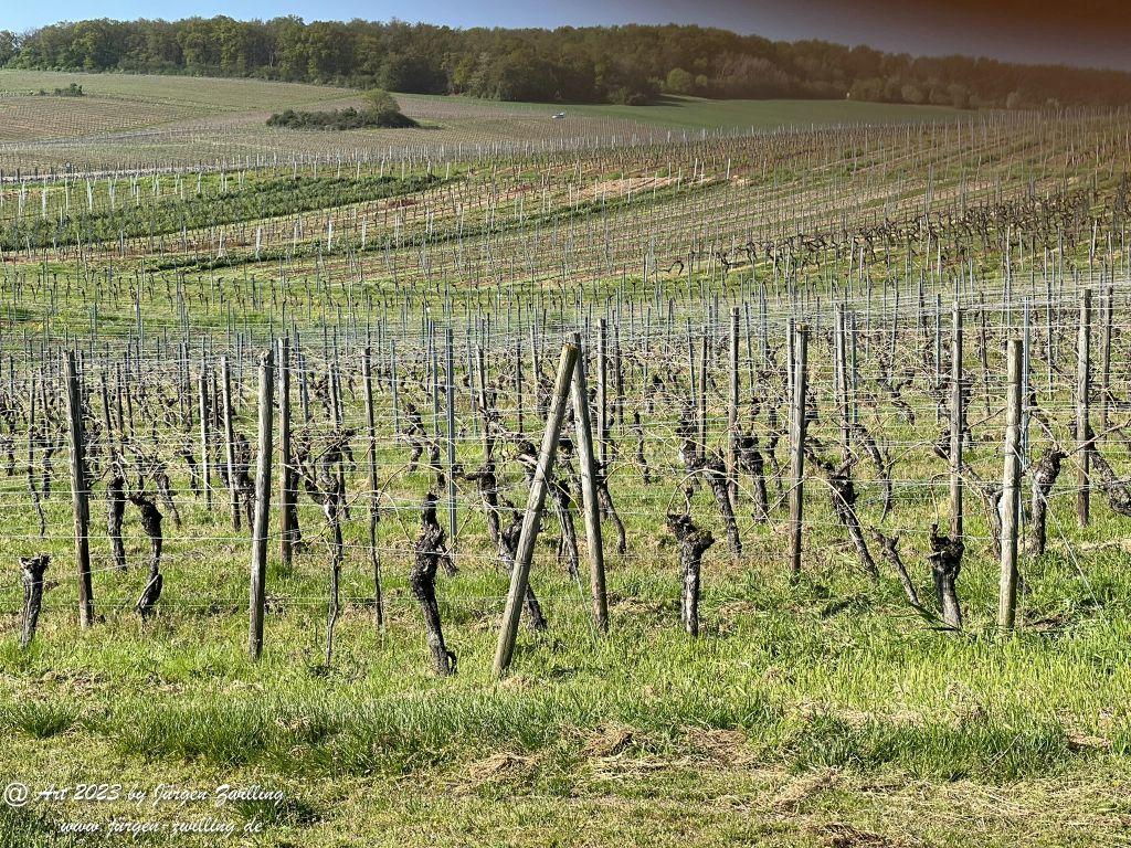 Mai Weinberge - Hackenheim - Rheinhessen