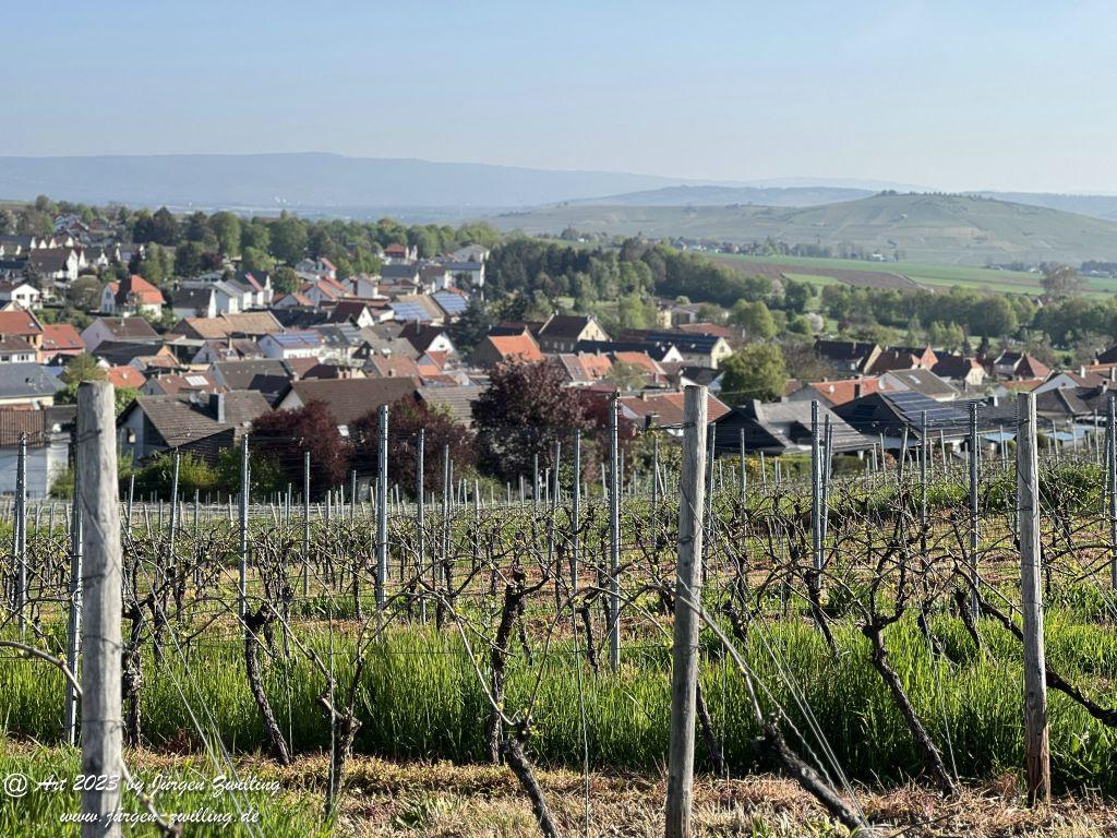 Mai Weinberge - Hackenheim - Rheinhessen