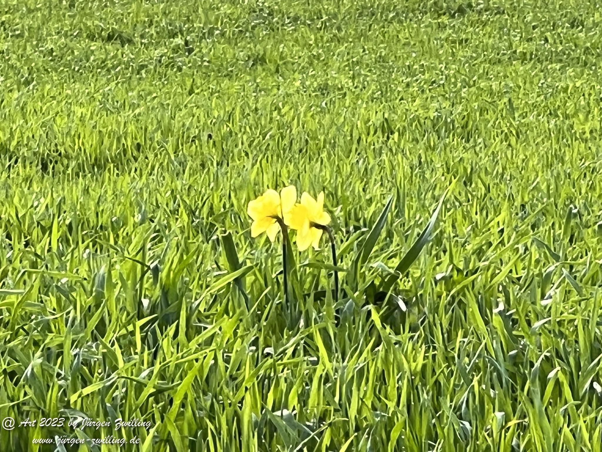 Gelbe Narzisse im Getreidefeld 