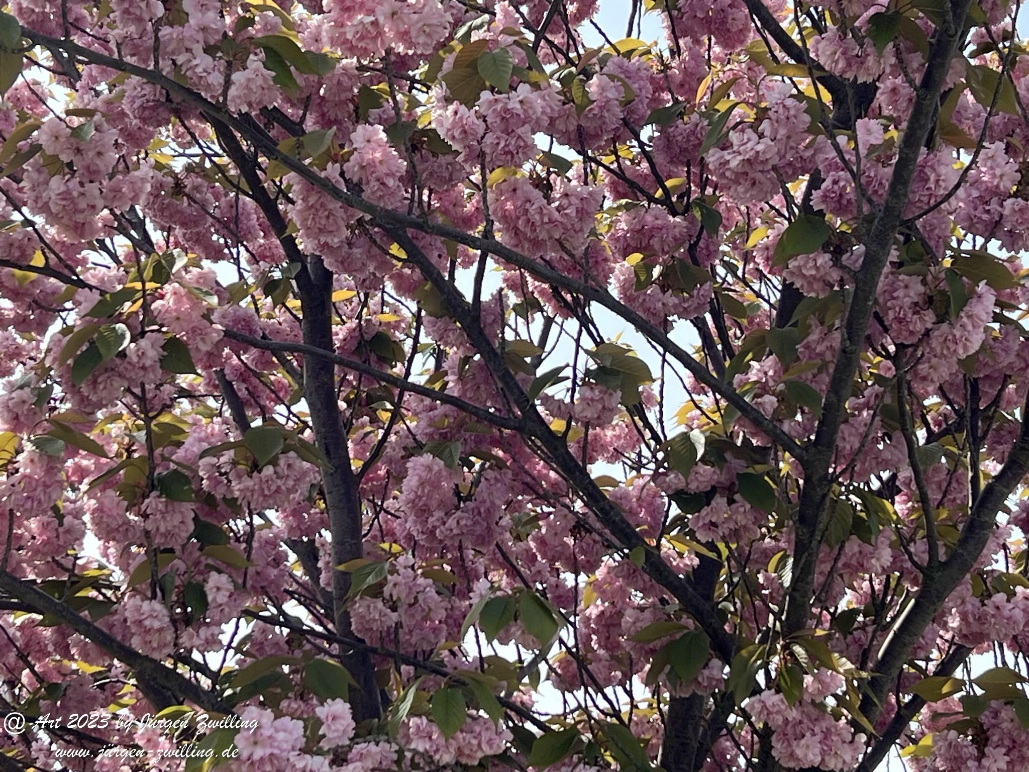 Japanische Kirschblüte 1