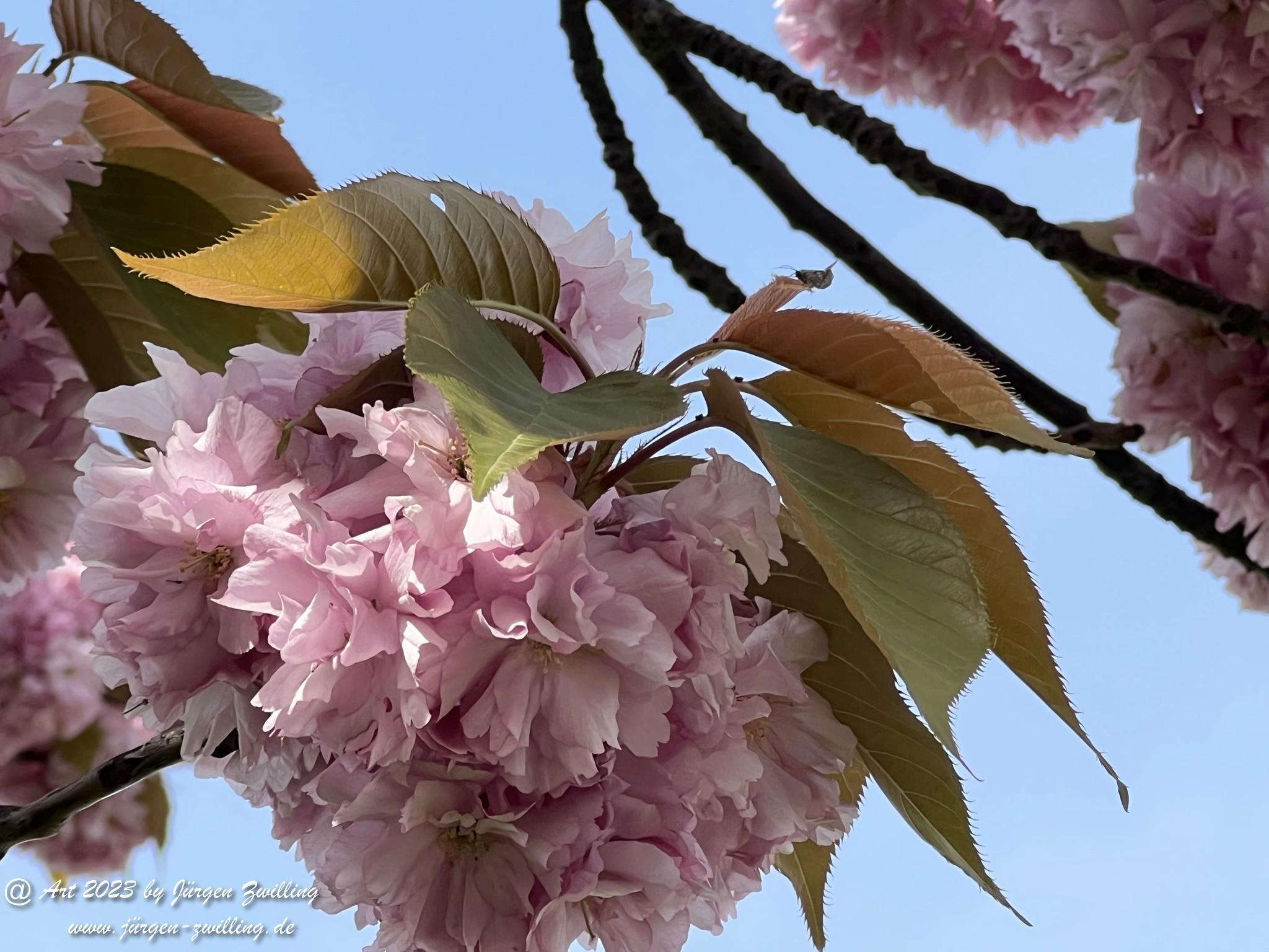 Japanische Kirschblüte 6 