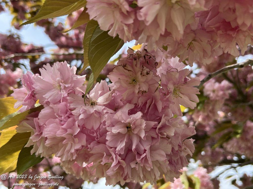 Japanische Kirschblüte - Bingen am Rhein