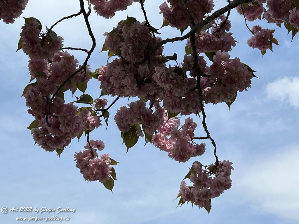 Japanische Kirschblüte - Bingen am Rhein