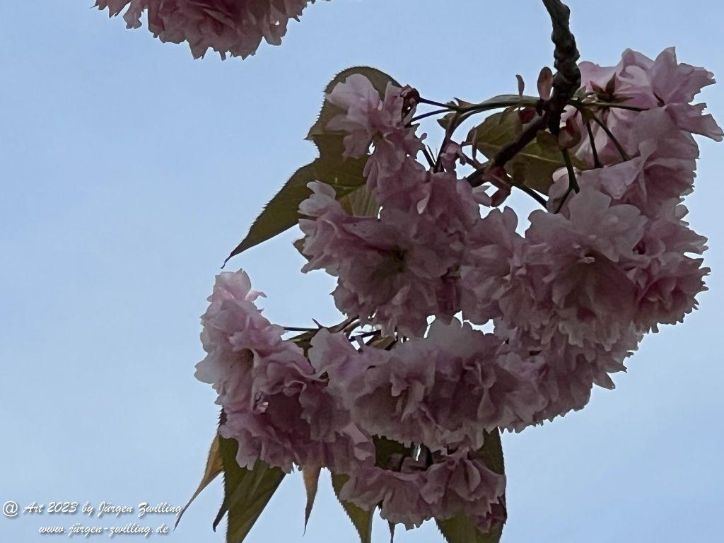 Japanische Kirschblüte - Bingen am Rhein