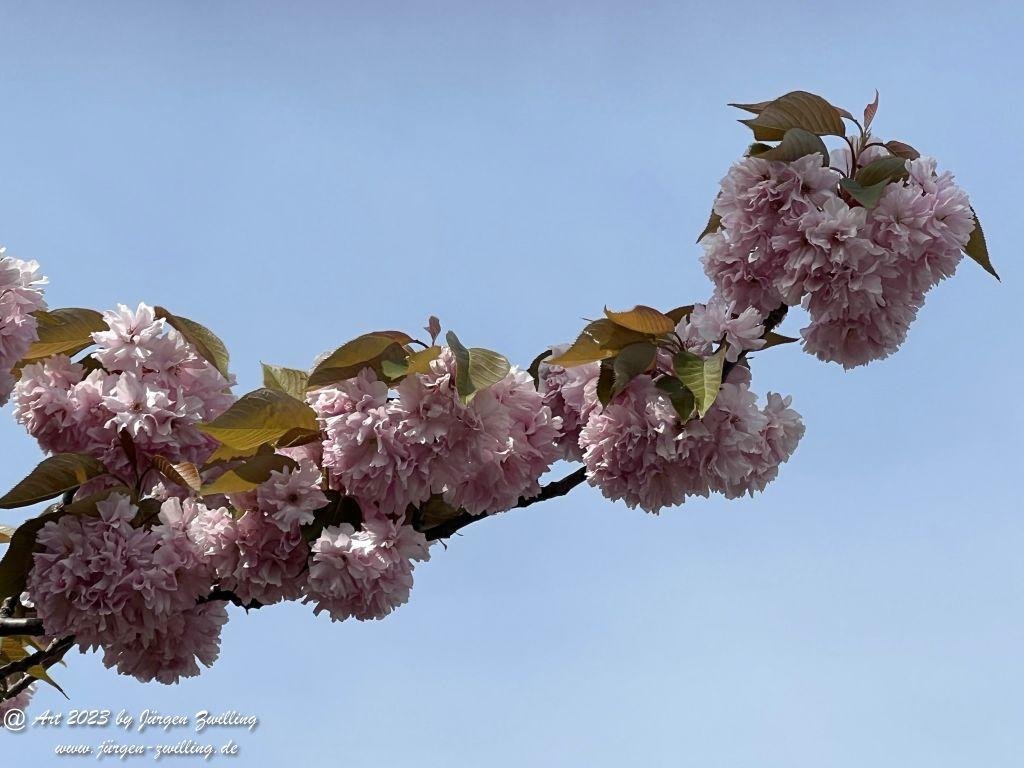 Japanische Kirschblüte - Bingen am Rhein