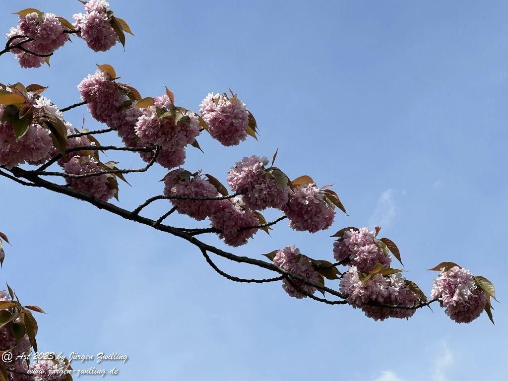 Japanische Kirschblüte - Bingen am Rhein
